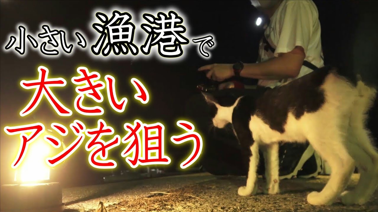 【アジング】小さい漁港で大きいアジを狙う