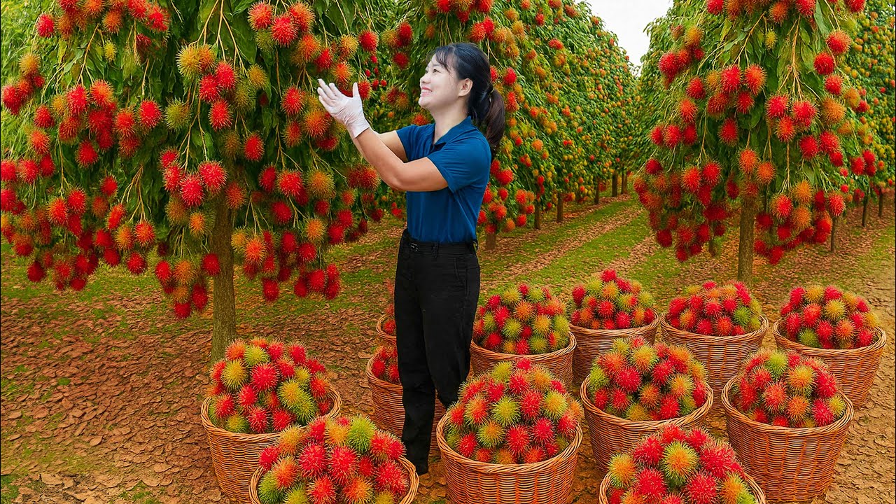 Harvesting Tropical Rambutan & Go To Market Sell | The Most Expensive Fruit At The Market Today