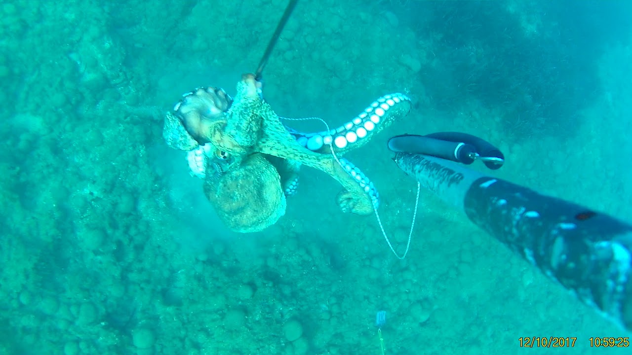 ΒΟΛΗ ΣΕ ΧΤΑΠΟΔΙ 4,5kg