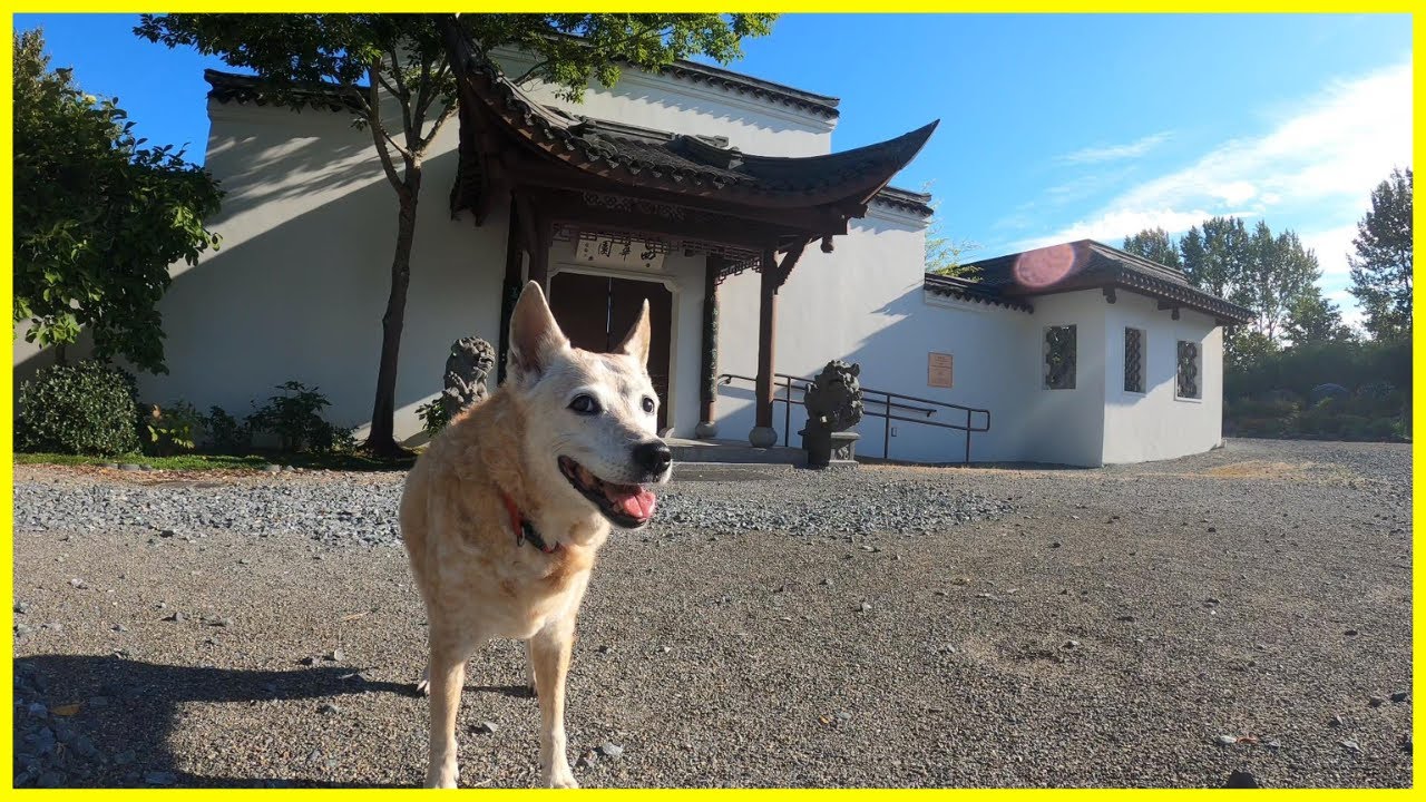Walking to the Chinese Garden & South Seattle Arboretum - Relaxing Music & Nature Dog Walk