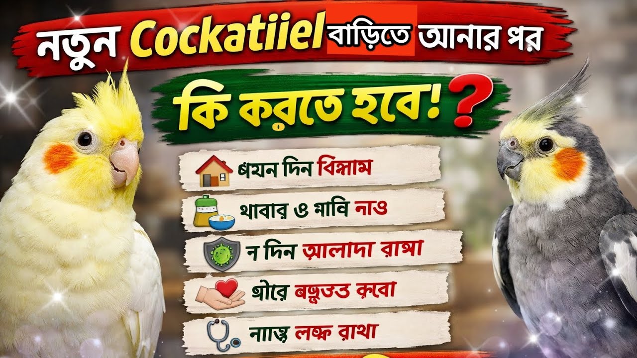 Cockatiel Pakhi Bari Te anarpore Ki ki kore dorkar???.,🐦 janthe gele Video ta dekho 👍👍🙏