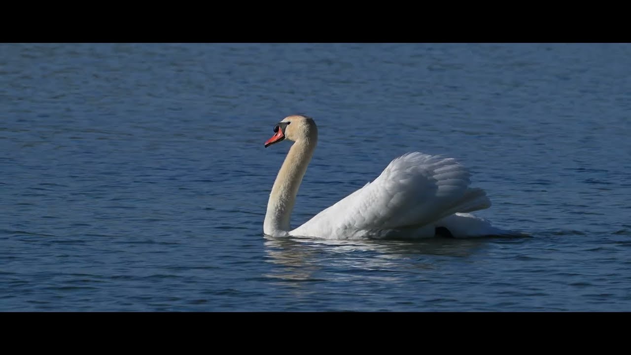 Teaser 2 - Project Swan - Nikon Z9, Nikon 800mm, Nikon MC-N10, Cartoni Maxima 30
