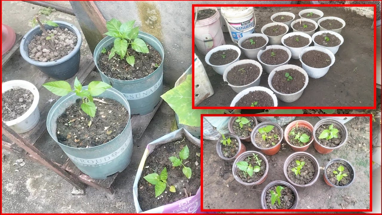 Tanam cili dalam pasu/planting chilli
