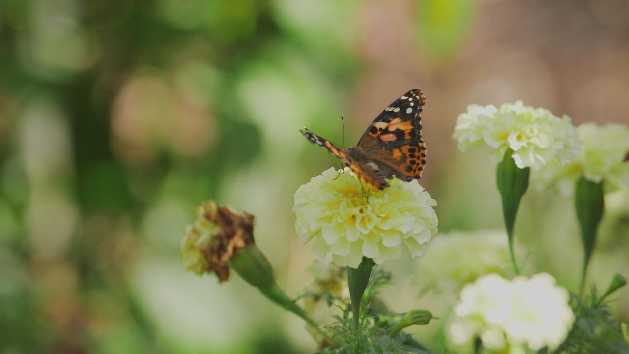 A Pollinator's Paradise (Frankfort, KY) | Kentucky Life | KET