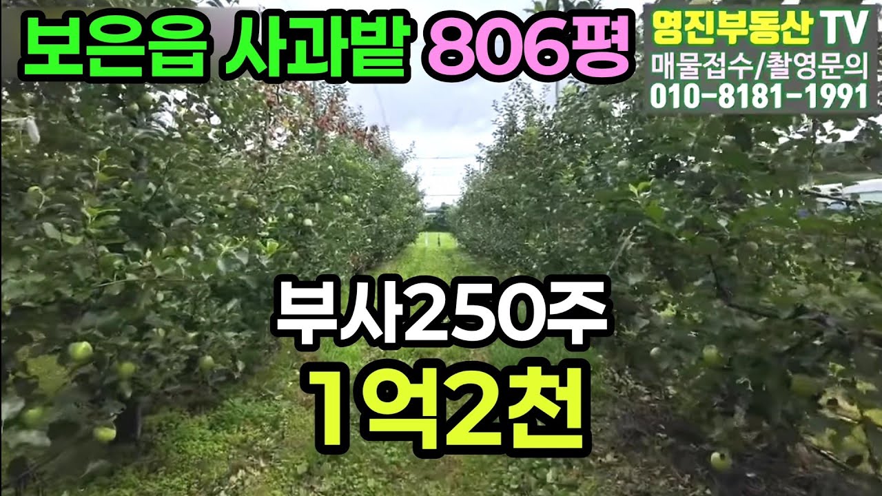 (701번)충북 보은읍사과밭 806평 9년생 부사260주 평당20만 #보은부동산 #보은사과밭