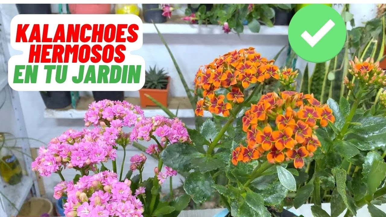 Increible truco Para Tener kalanchoes Con Muchas Flores #flores #kalanchoe