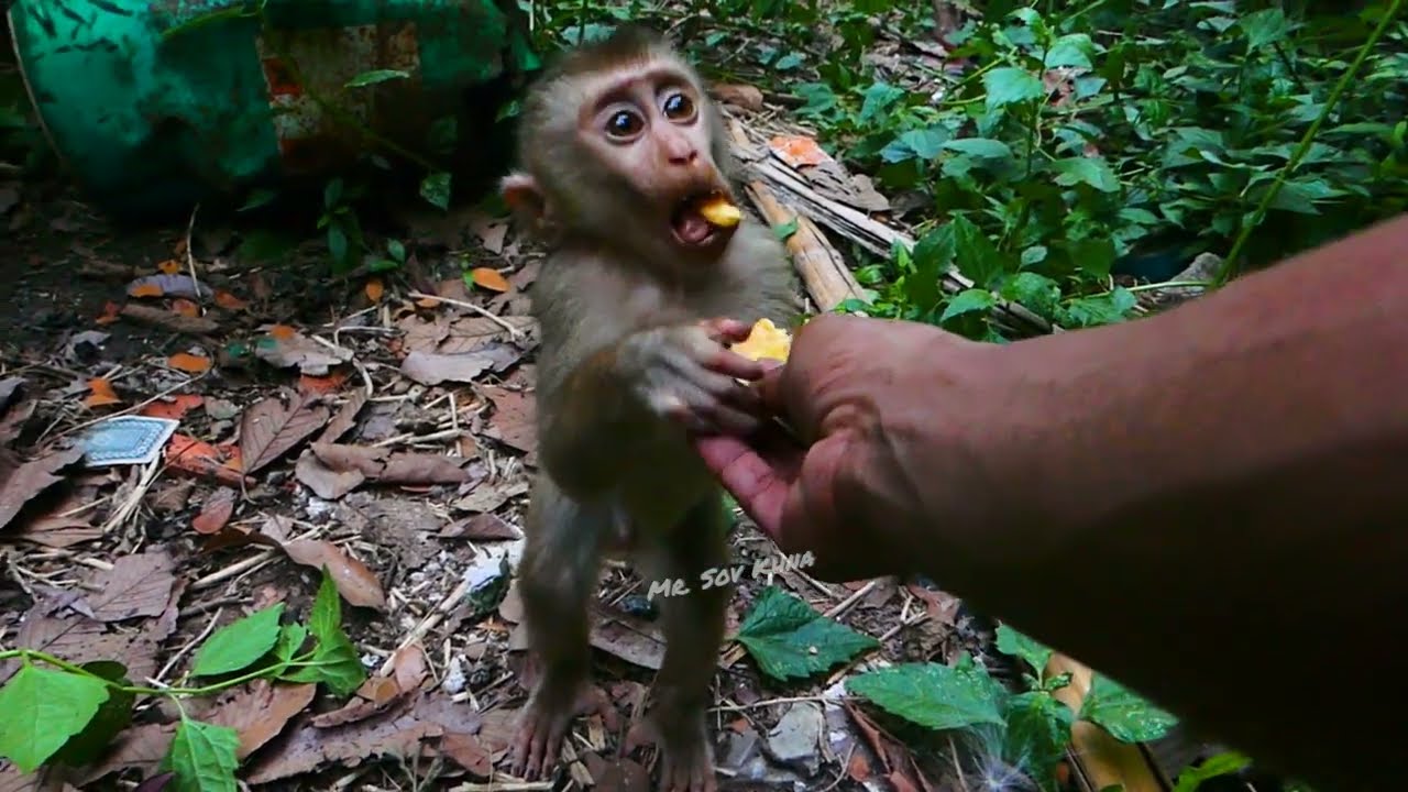 We try feeding milk, banana to Leo & baby follow mama to sleep, good night