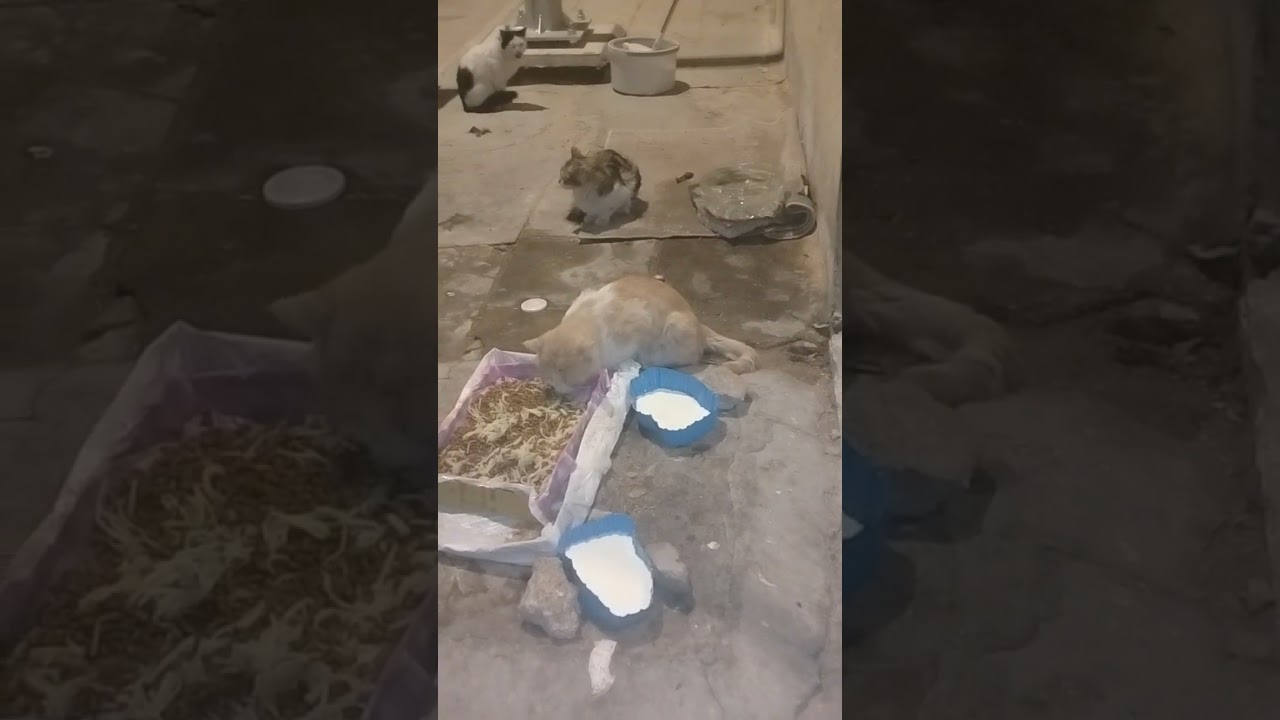 رحمه بل قطط والحيوان مخلوقات ربنا حيه 