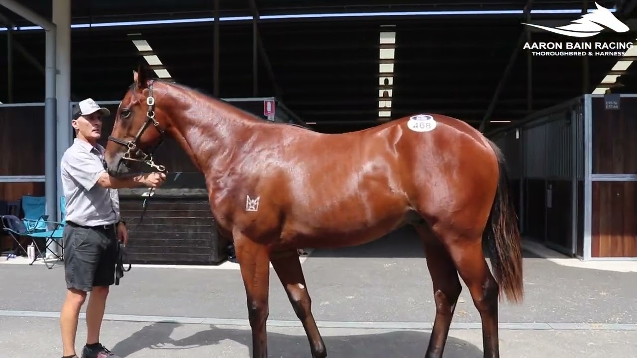 In The Congo x Stolen Glance '24 Colt | ABR Opportunity