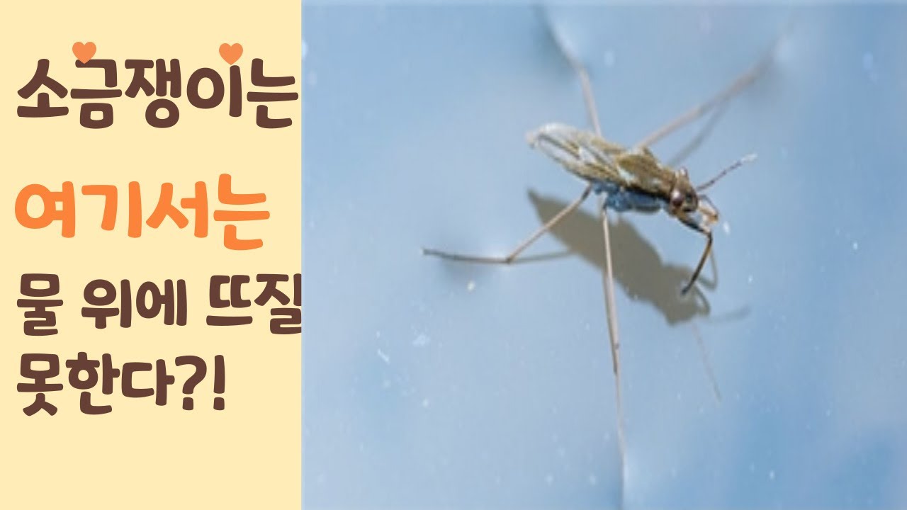 소금쟁이는 여기서는 물 위에 뜨질 못한다