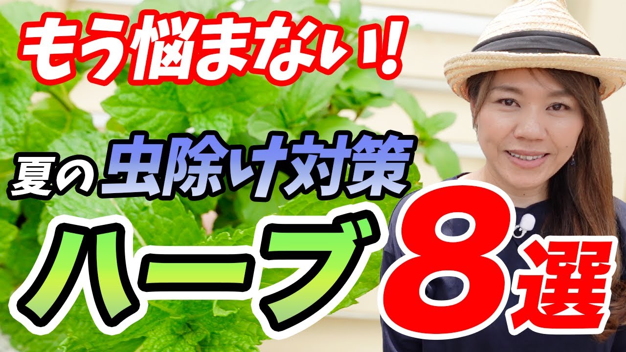 【蚊・コバエ・Gにも効く!】虫除けや食用にもオススメ!!最強ハーブを教えます【初心者向け】【ガーデニング】【園芸チャンネル】