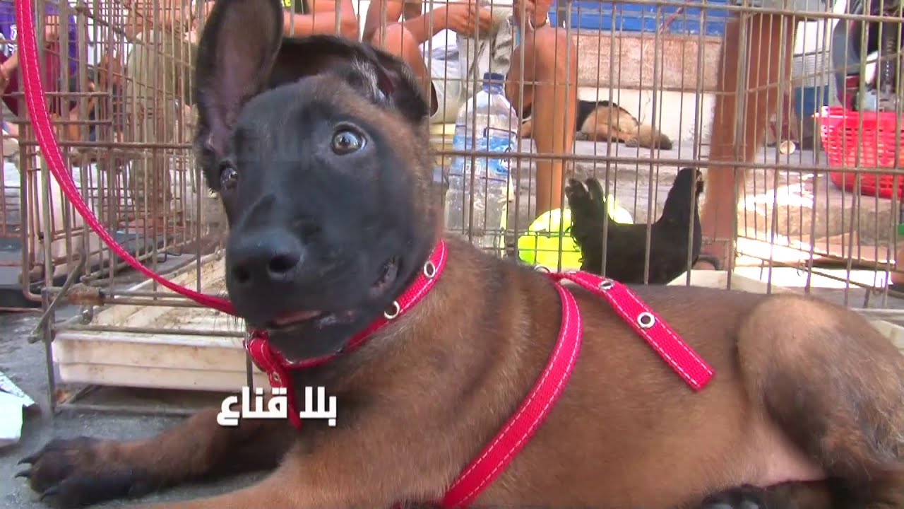 bila kinaa | !الكلب بثلاثين مليون في سوم كرهبة..تمشي بيه للكياس الكراهب تدخل في بعضها..المغروم يشريه