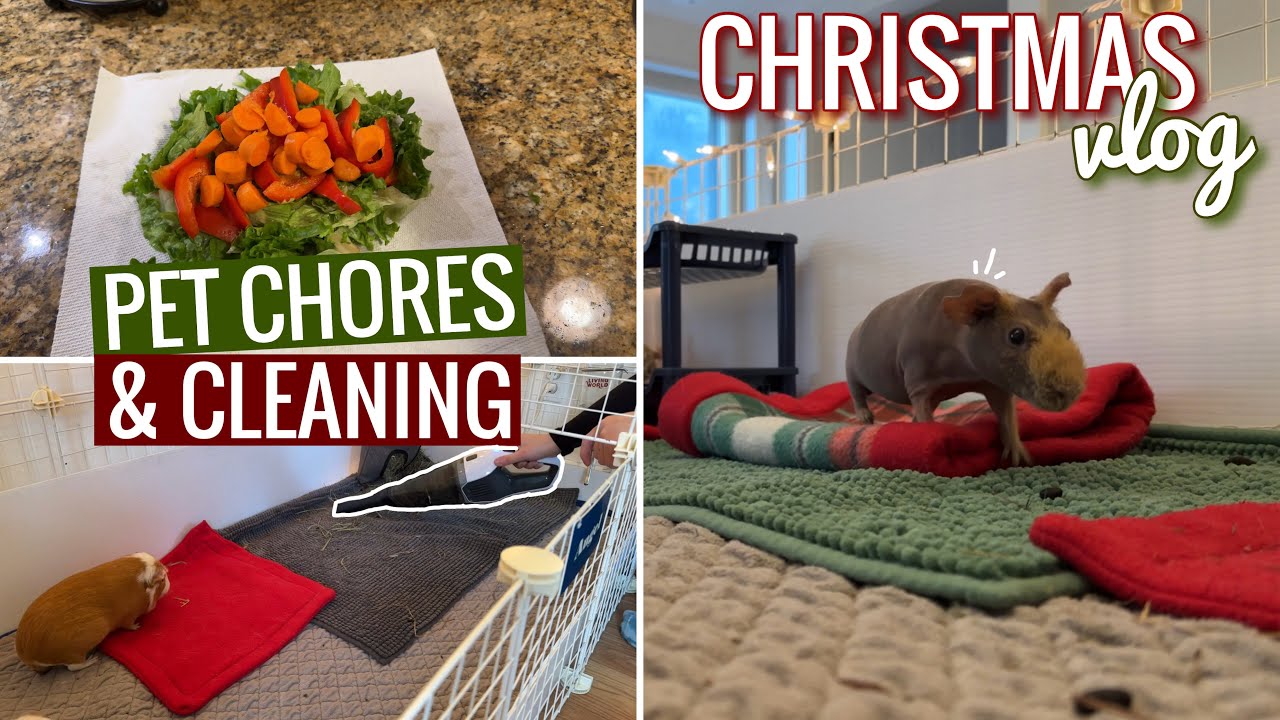 VLOG: Taking Care Of My Guinea Pigs || Pigmas 2023