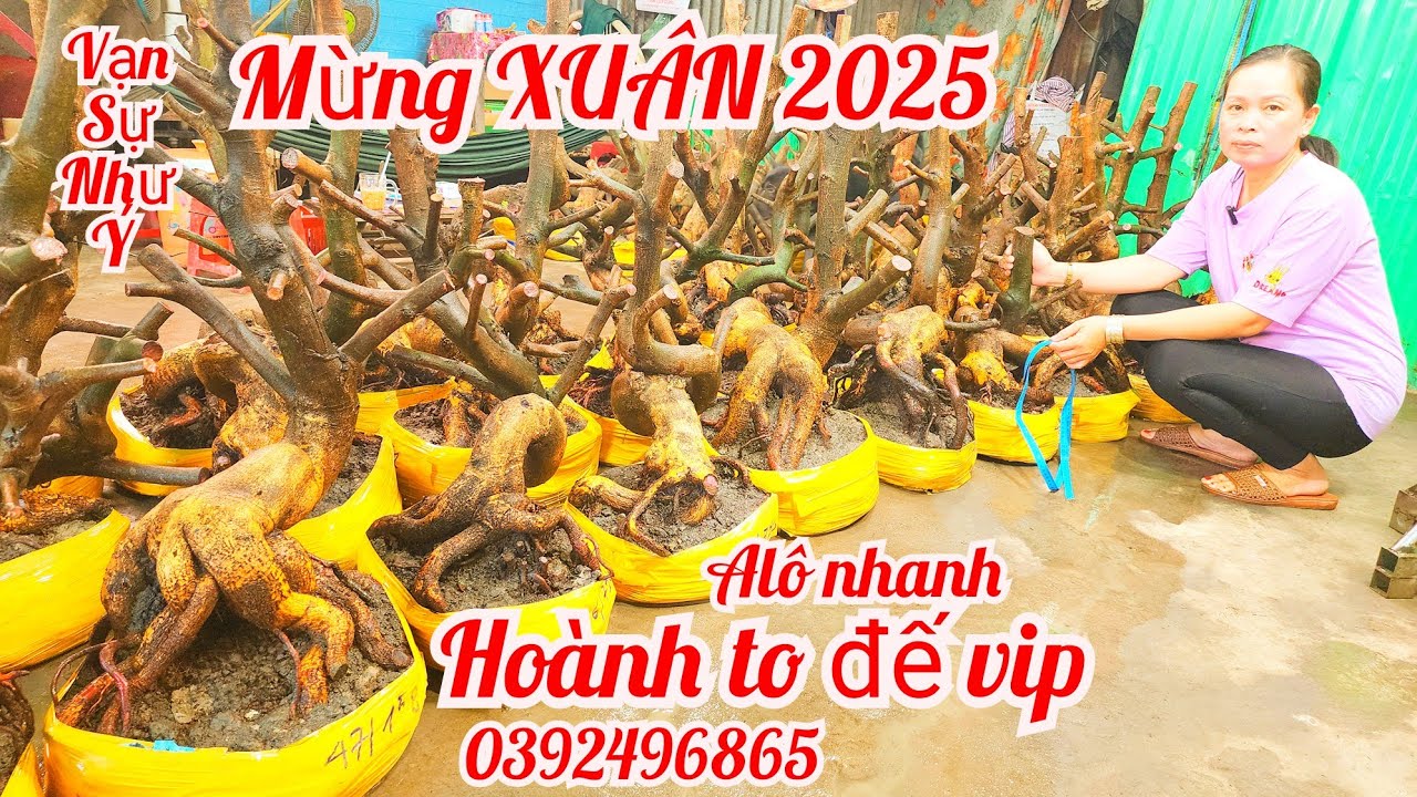 (Đã bán hết)Phôi mai bonsai dáng đẹp hoành to đế vip mùng 5 Tết 0392496865 chi Yến|MaivàngThanhTâm