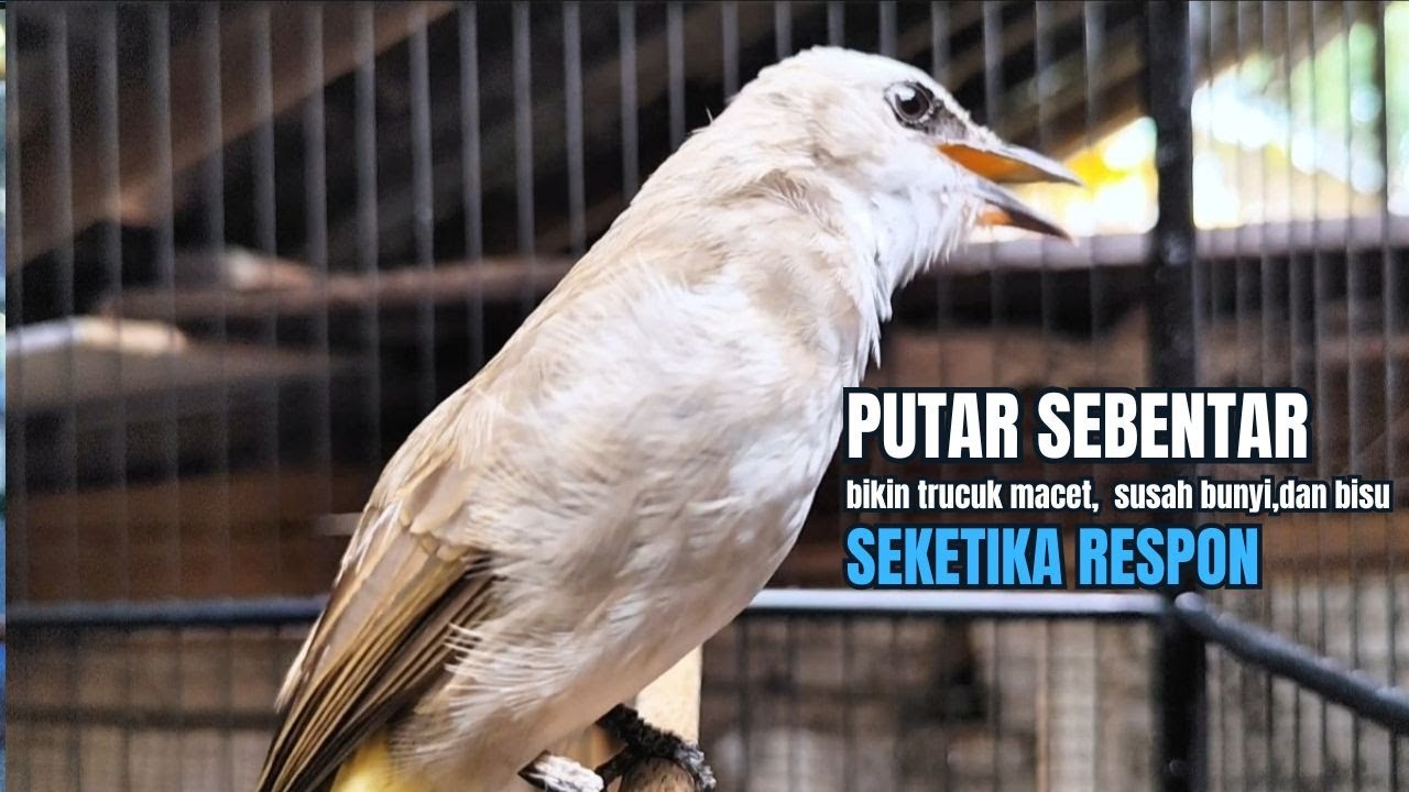 TRUCUKAN GACOR TARUNG ROPEL PANJANG Pancingan trucukan Agar Bunyi Jadikan Burung Trucuk Gacor Nyaut