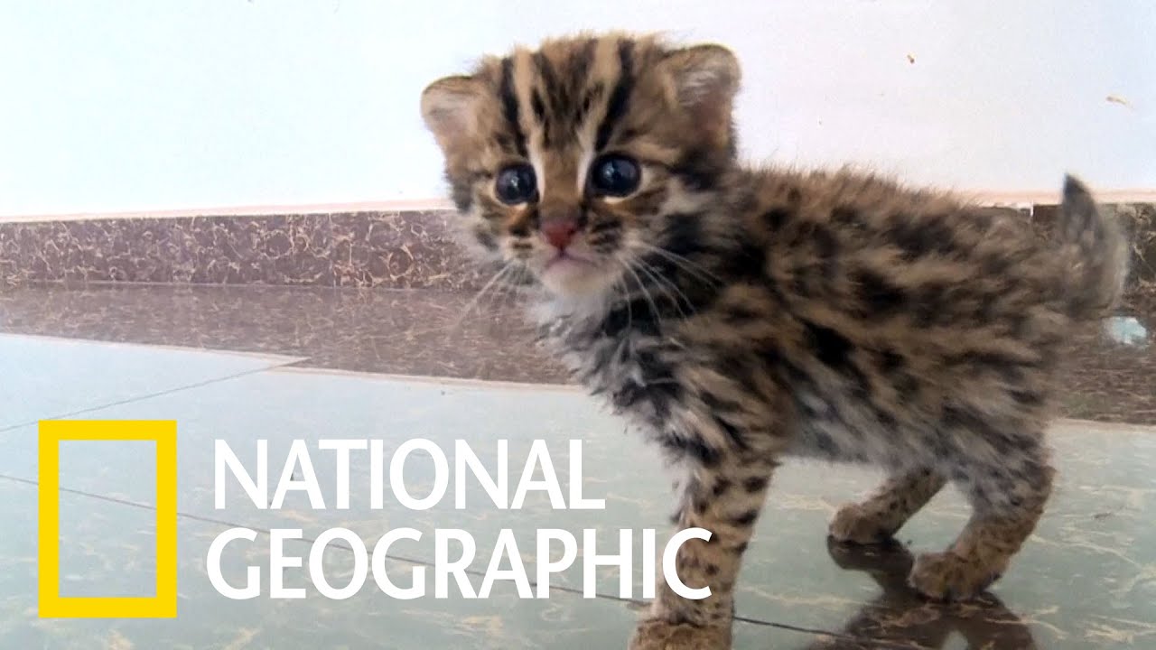 這不是家貓，而是隻可愛的豹貓（石虎）寶寶！《國家地理》雜誌
