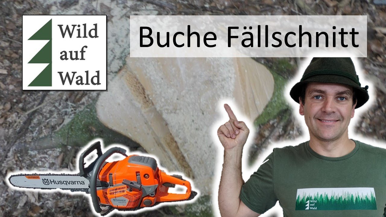 🌲Buche f&auml;llen mit Vorh&auml;ngerschnitt - SCHNELL & SICHER #wildaufwald