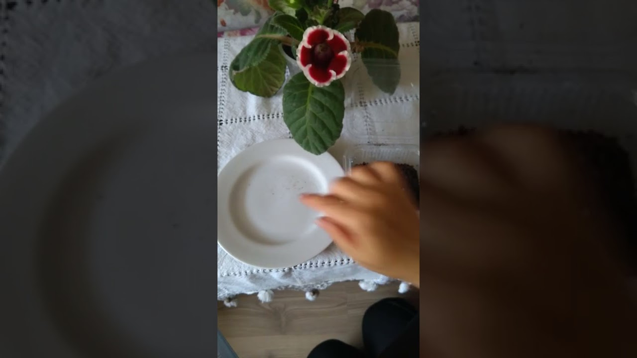 gloksinya tohumu nasıl ekilir