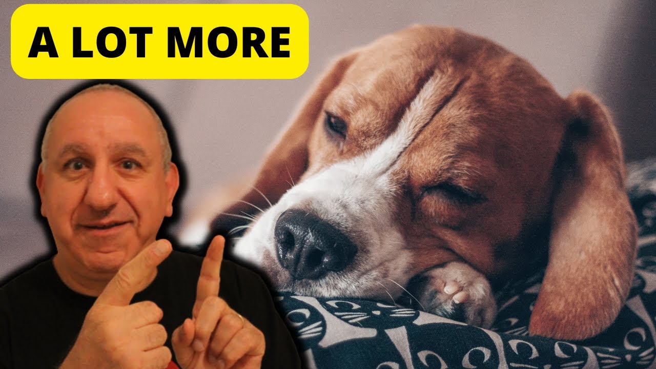 How much should your dog sleep?