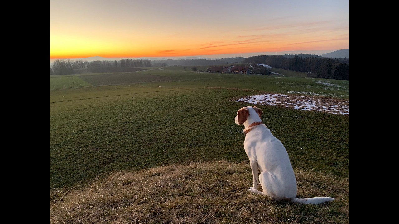 Wings of Freedom - Tribute to Finja
