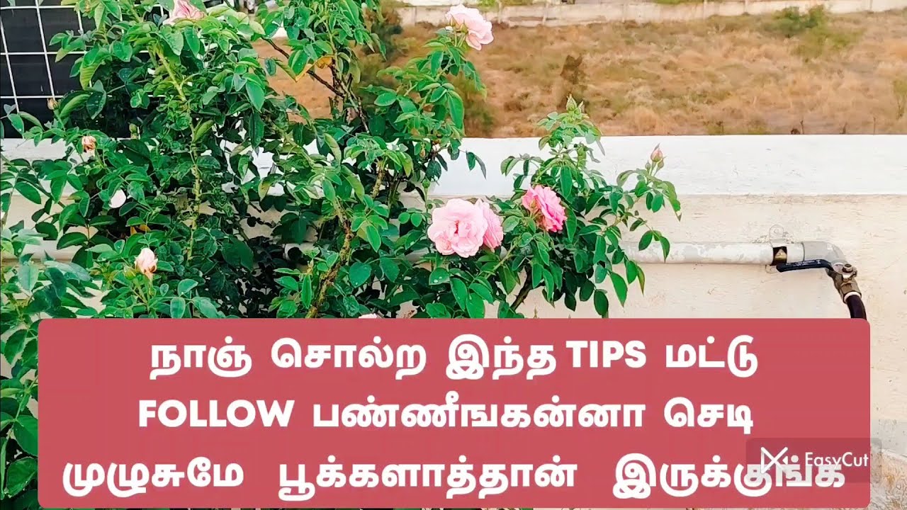ROSE செடிக்கு  இந்த TIPS  யாருமே  சொல்ல மாட்டாங்க. பூக்கள்  நிறஞ்சி   இருக்குங்க. கண்டிப்பா   வளரும்