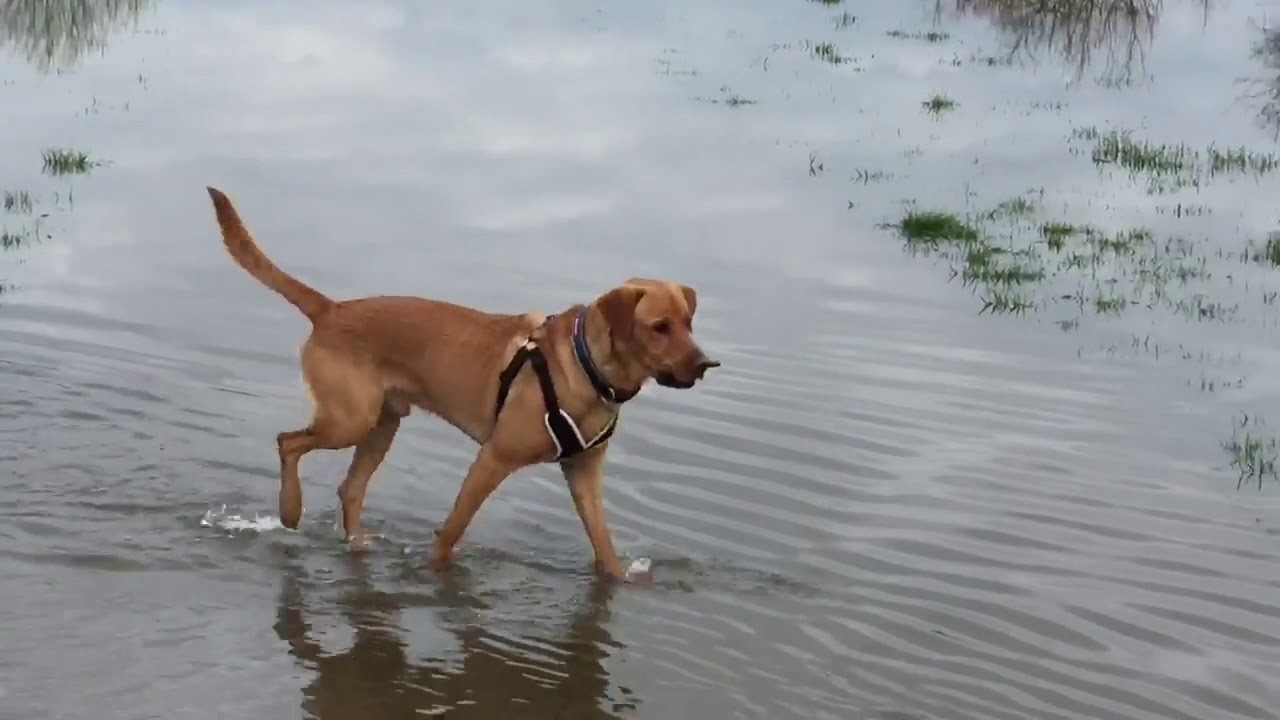 Toby the Fox Red Labrador has fun on the flooded fields