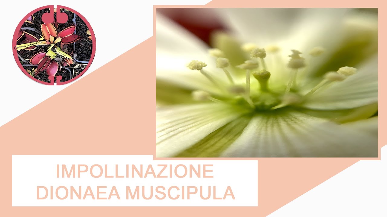 [ TUTORIAL ] Impollinazione Dionaea muscipula