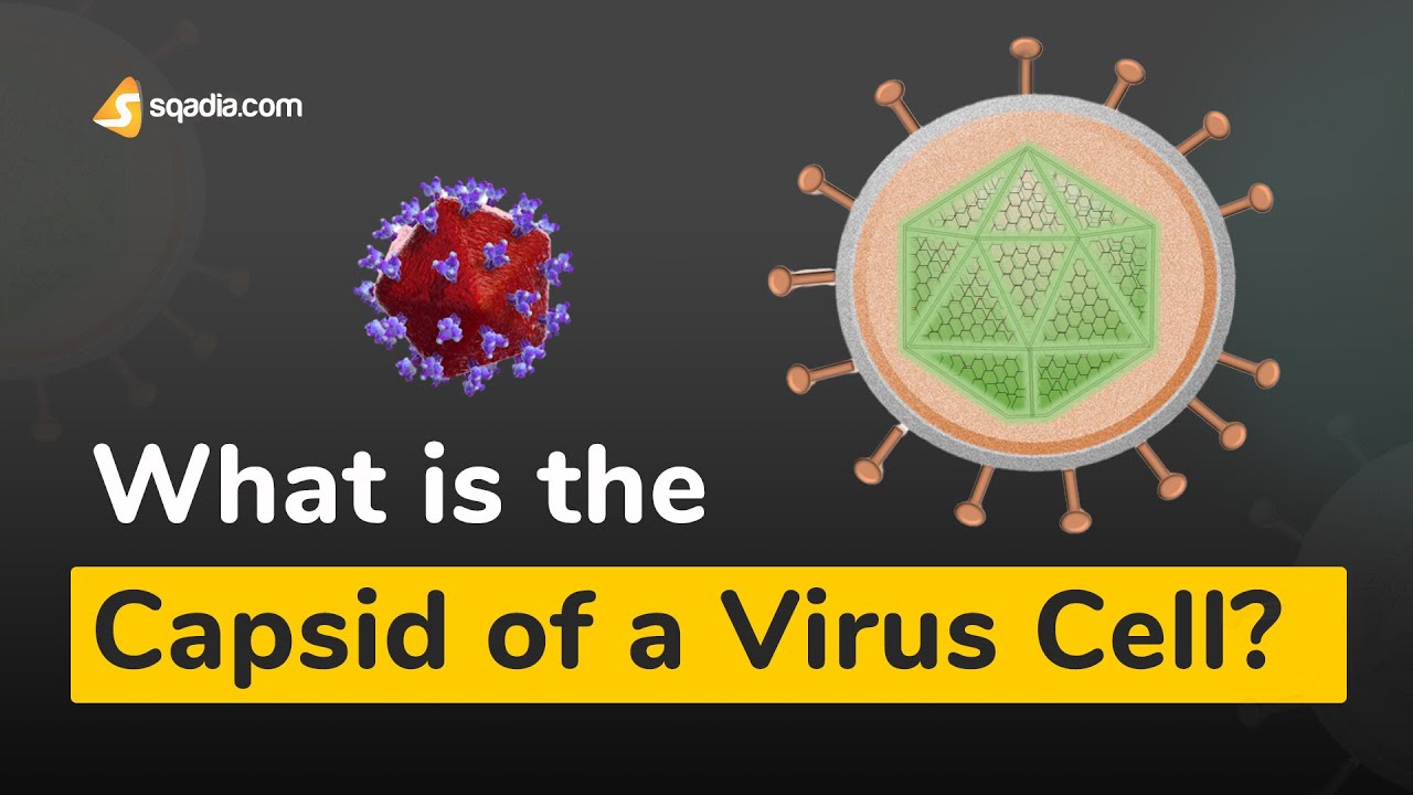 What is the Capsid of a Virus Cell? | Microbiology