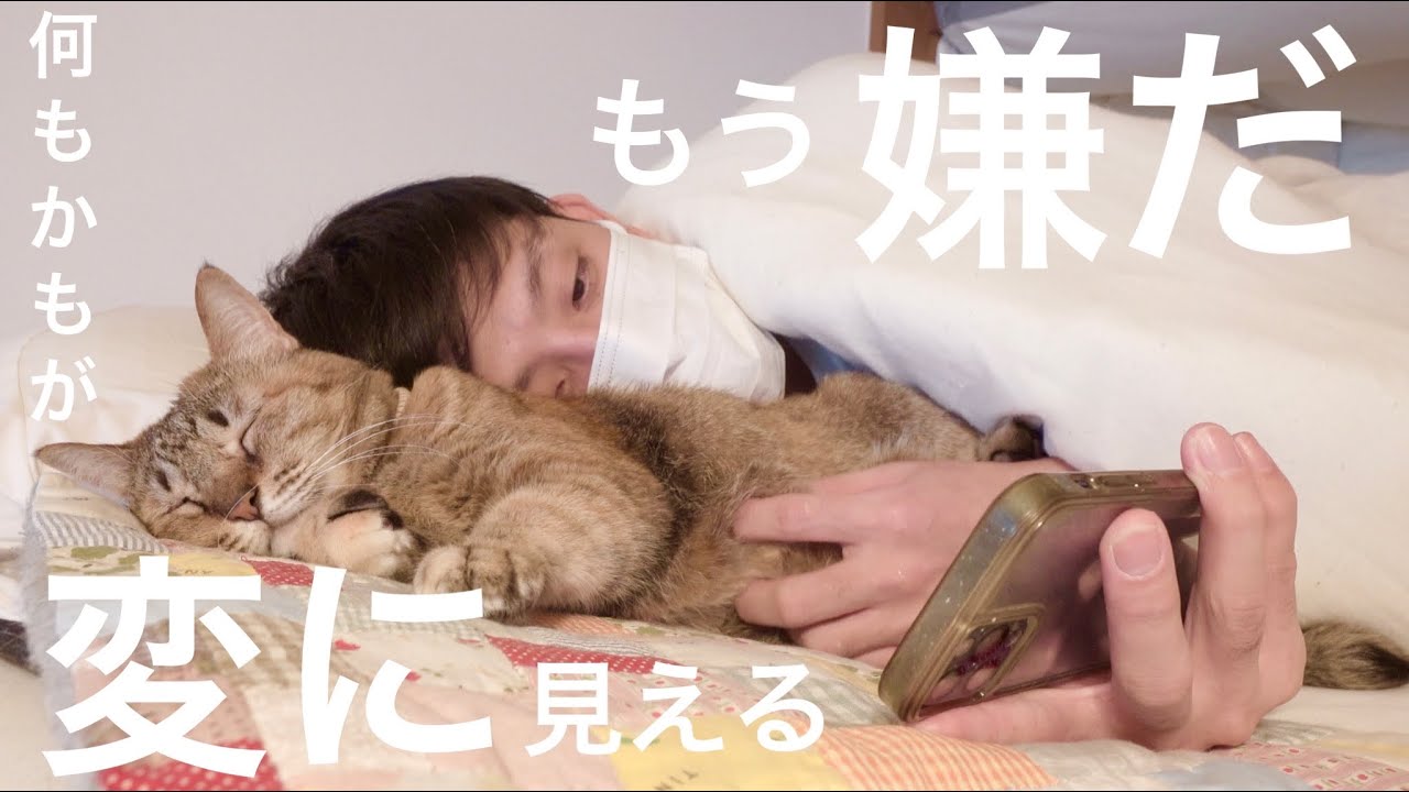訳わからなくなりました｜預かり猫109日目｜押し入れDIY