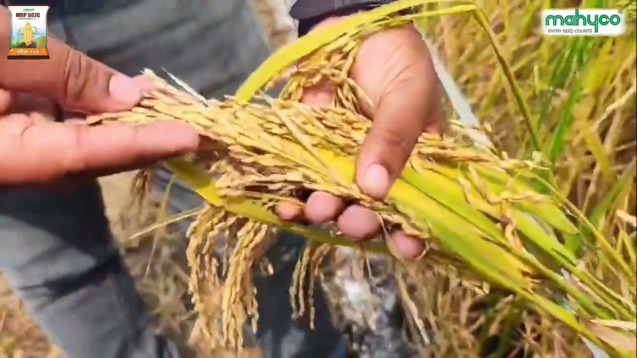 Mahyco 5570@ 115-120 hy.paddy@Trade visit @Sundergarh@Bold Grain 🌾