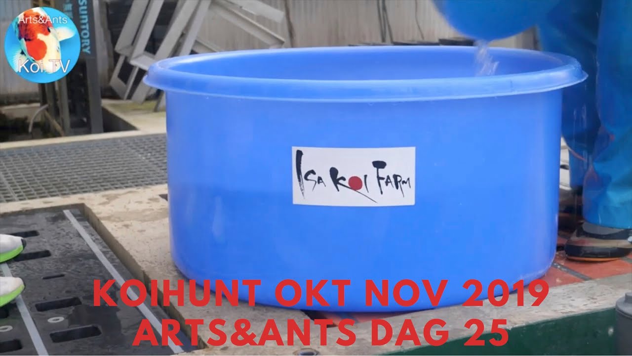 Isa Koi Farm | Koihunt okt nov 2019 Arts&Ants dag 25