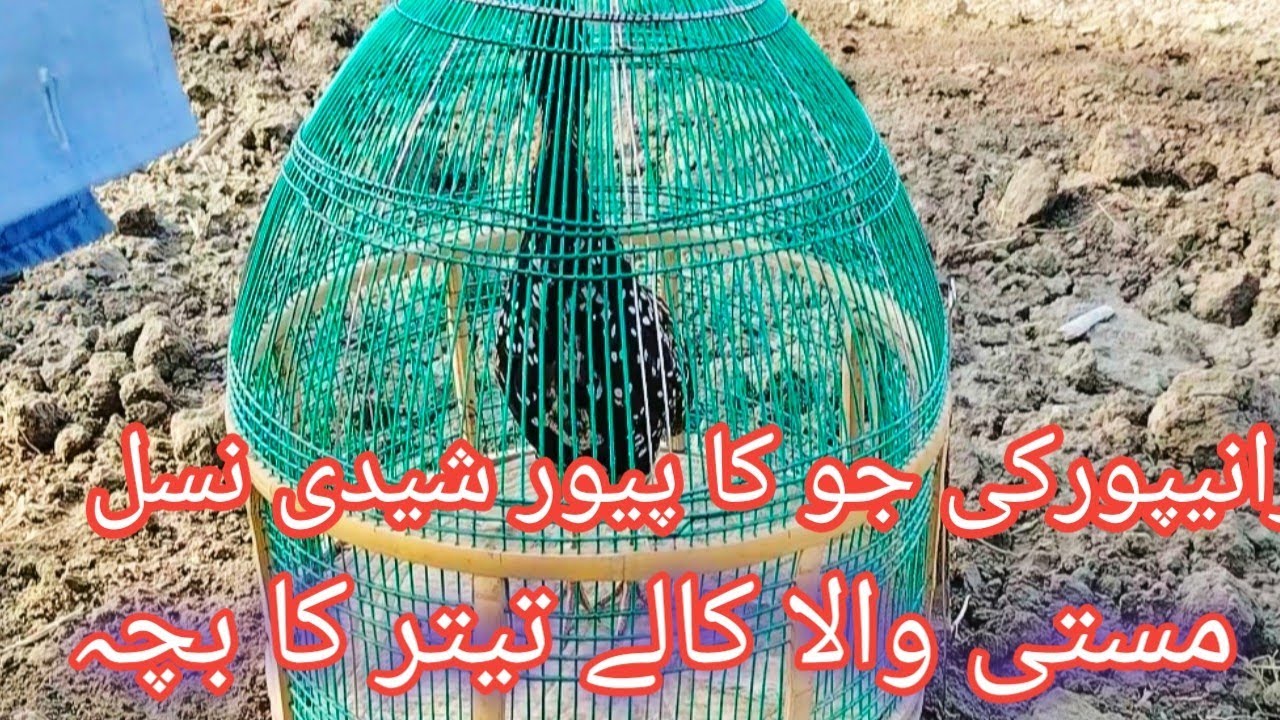 Ranipure ki Joo Ka Pure Sheedi Nasal Masti wala Kale Teetar ka Bacha | Siyal Aijaz Village Life