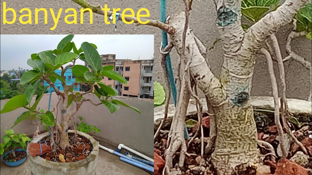 deflation and pruning for more branching. (banyan bonsai)