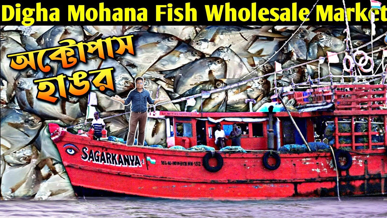 সস্তায় মোহনা থেকে সামুদ্রিক মাছ কিনে ব্যবসা করুন/Digha Mohana fish market/octopus/squid