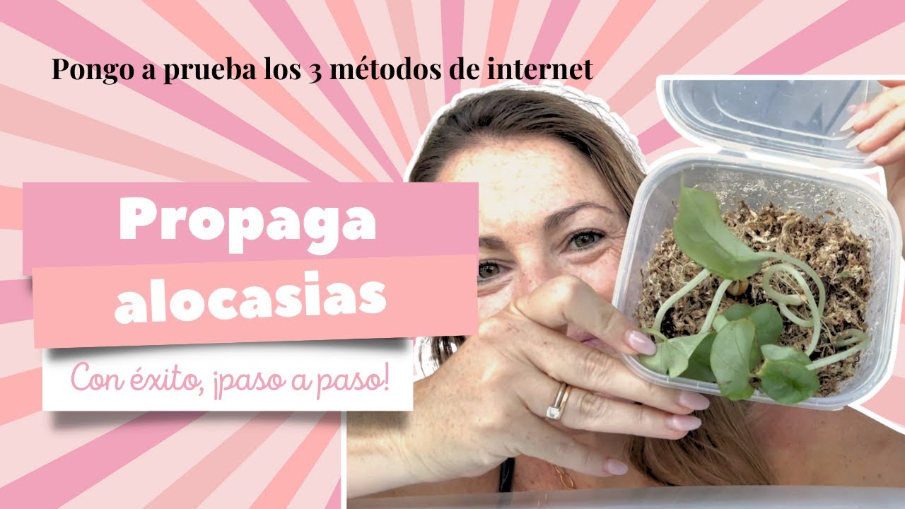 Cómo propagar Alocasias