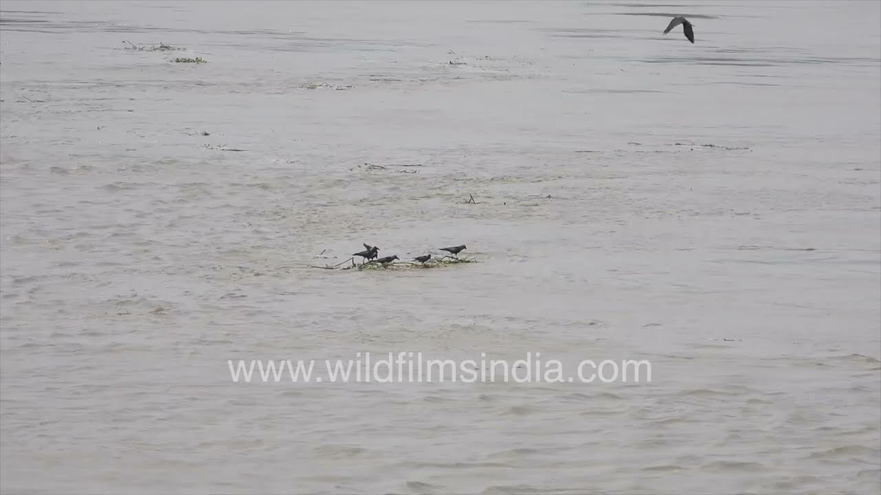 Record-breaking Yamuna River flood engulfs Delhi floodplains | July 2023