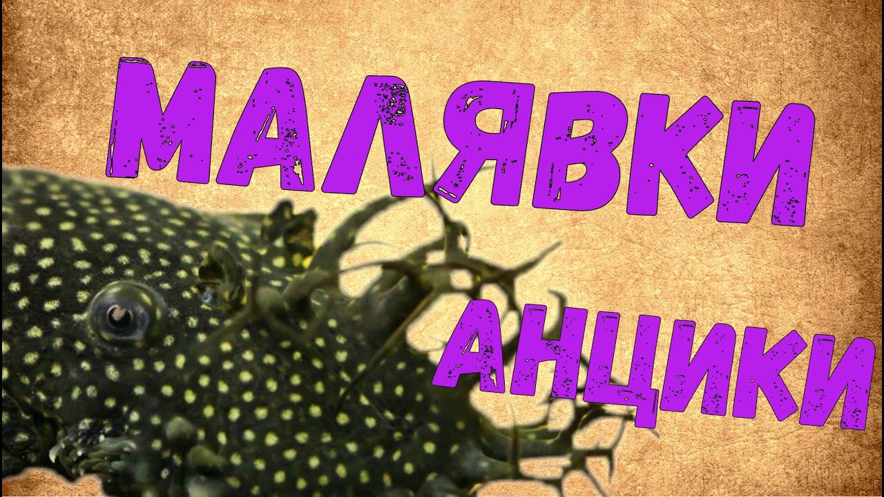Анциструс (Ancistrus dolichopterus) / Инкубация икры/ Кормление и развитие малька