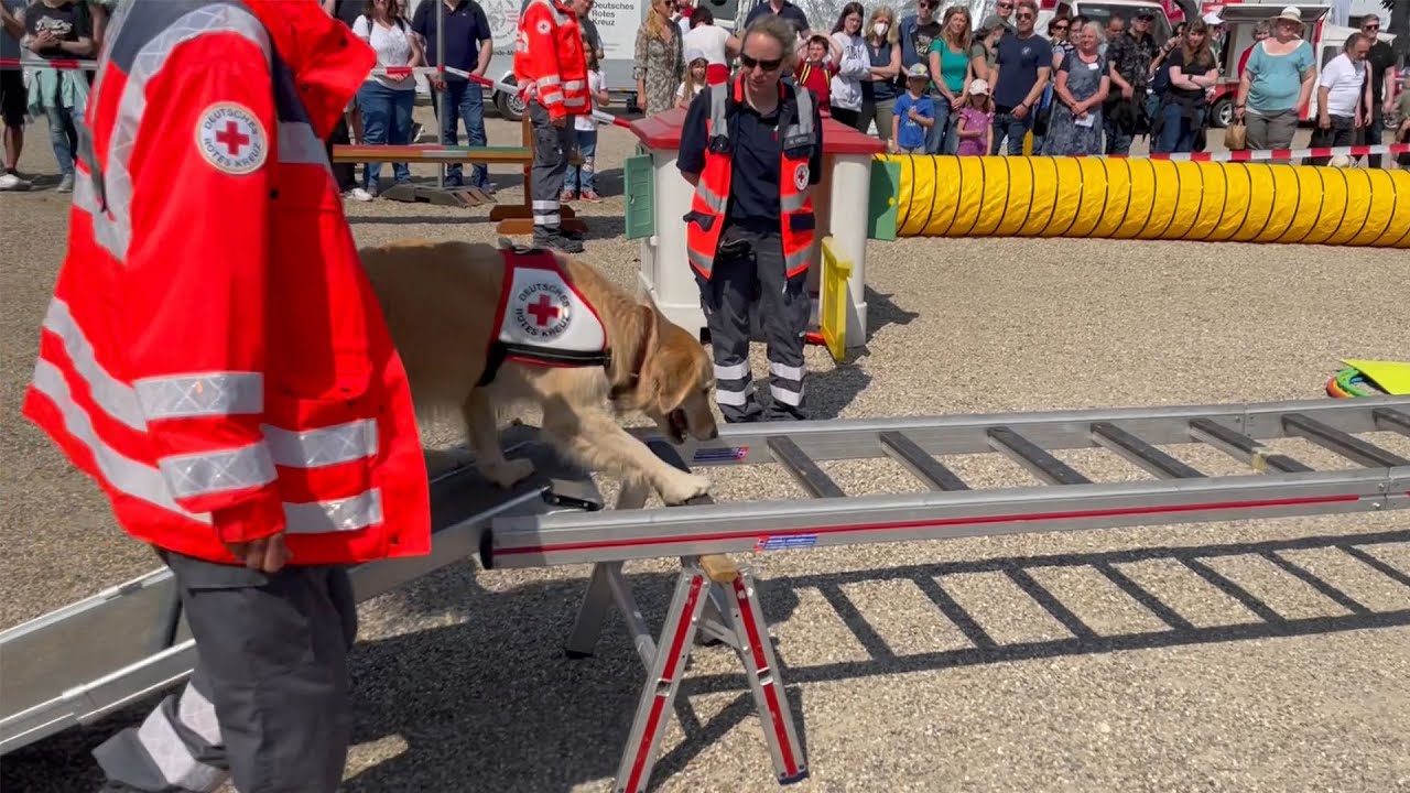 DRK Rettungshunde Mannheim