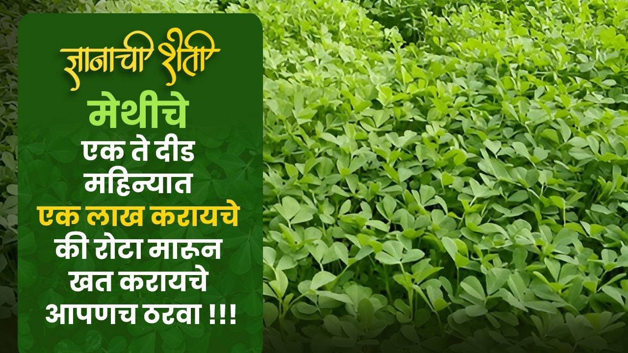 मेथीचे पैसे की खत करायचे?तुम्हीच ठरवा ? @उच्चतंत्रज्ञान #residuefree#sustainable@dnyachisheti 