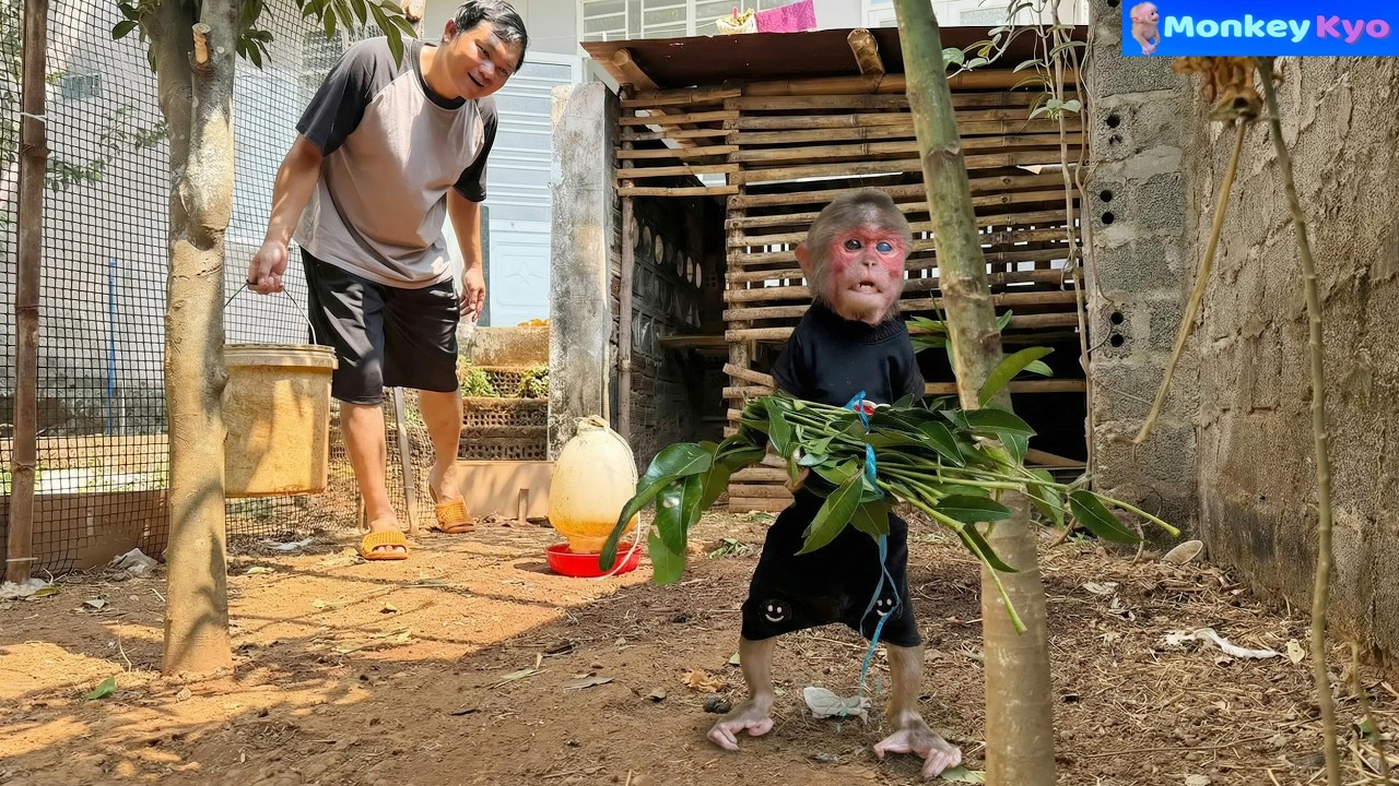 Monkey Kyo Woke Dad Up&hellip; The Reason Will Surprise You!