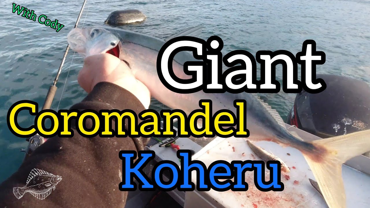 How to Catch Koheru in the Coromandel with Cody and Sausages