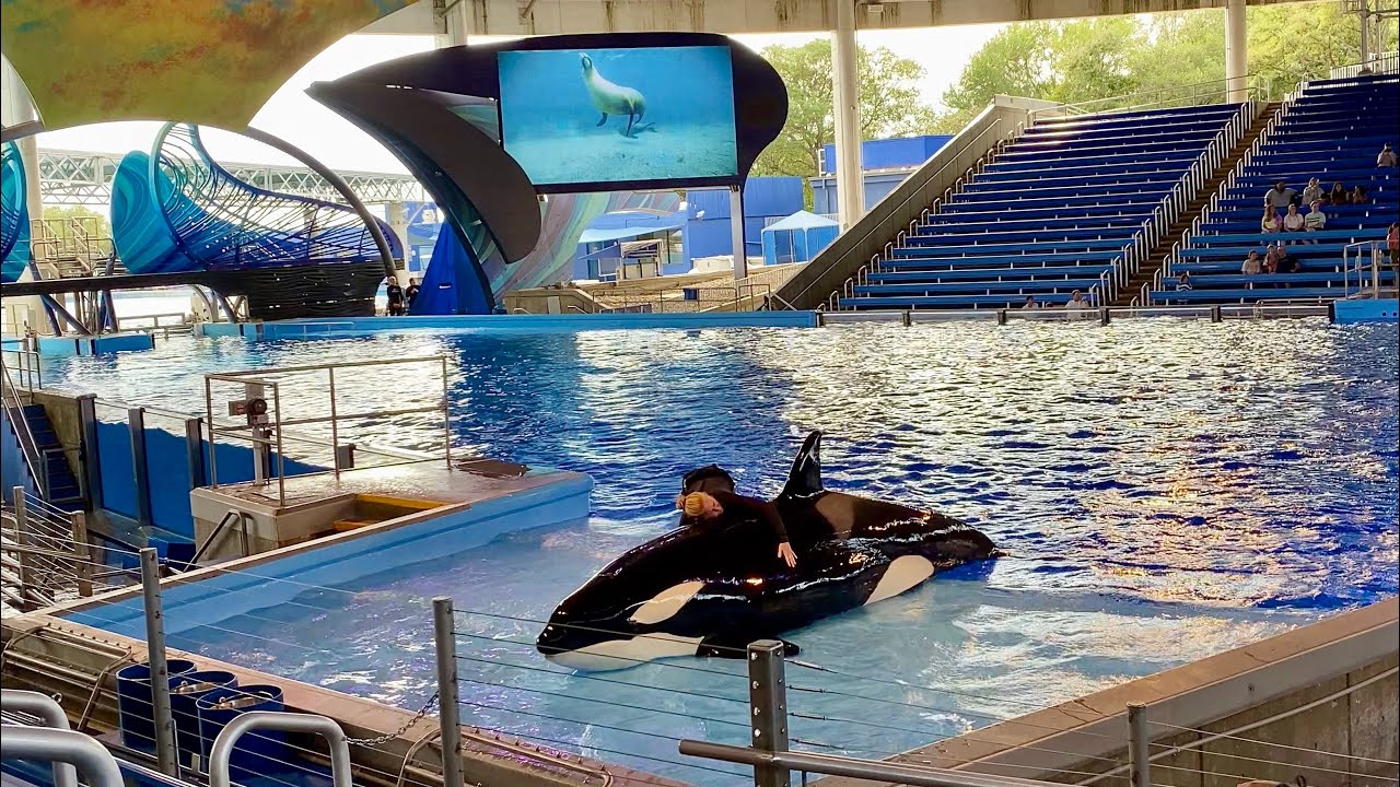 Orca Encounter: Killer Whale Presentation - SeaWorld San Antonio