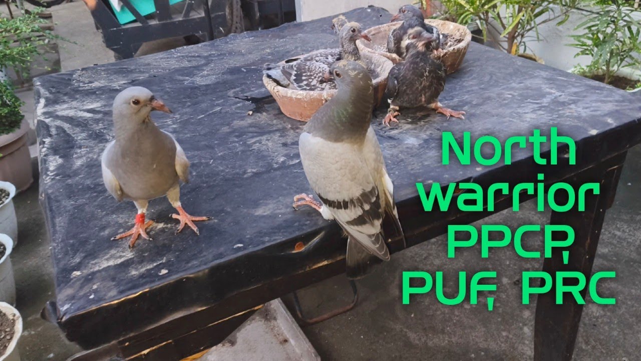 North warrior PPCP, PUF, PRC