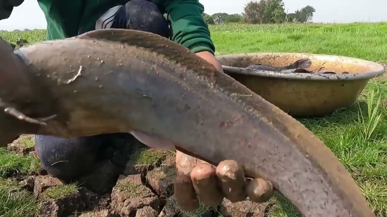 2025It's amazing! catch under the ground monster catfish in under grass now dry season by hand