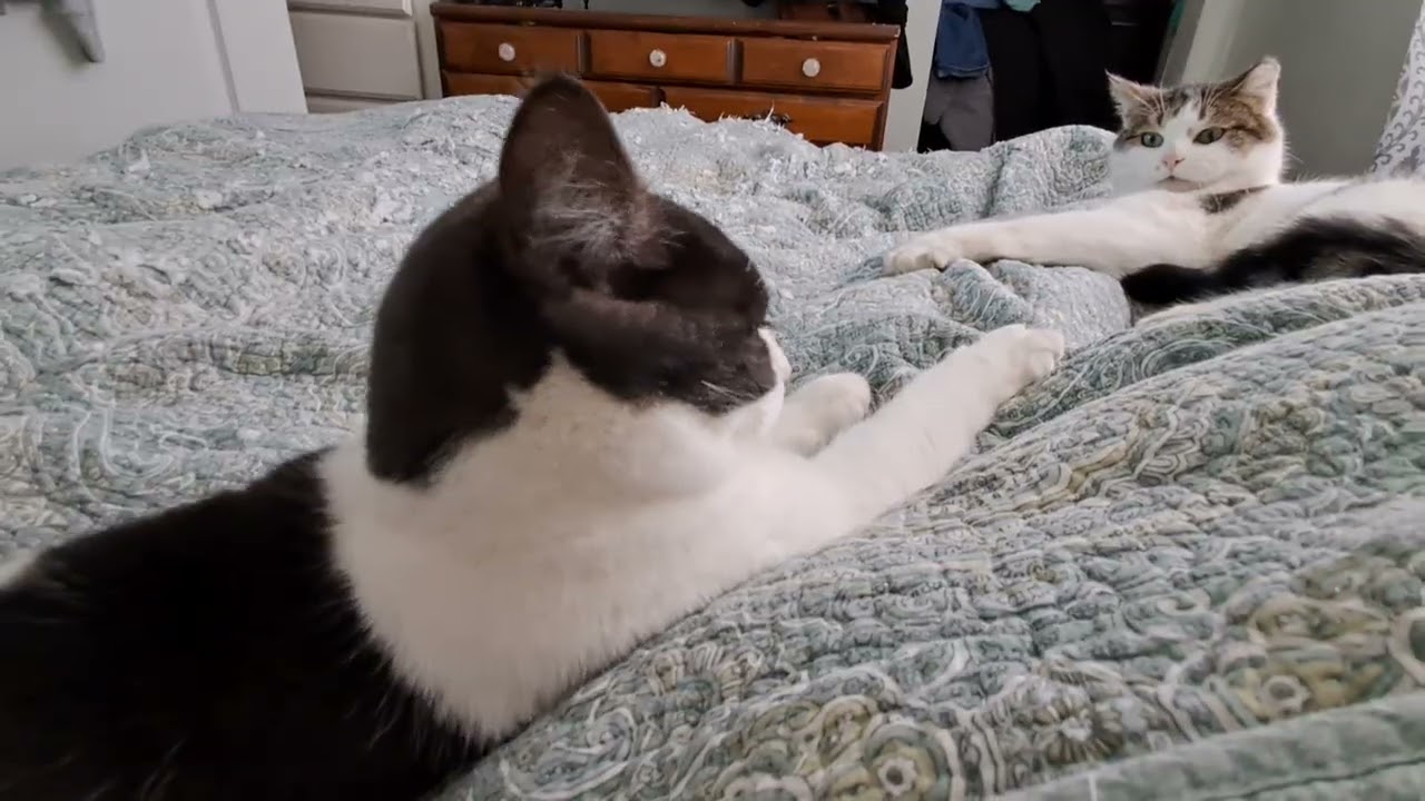 Gretchen cat doesn't like to share her space 🙀🛏