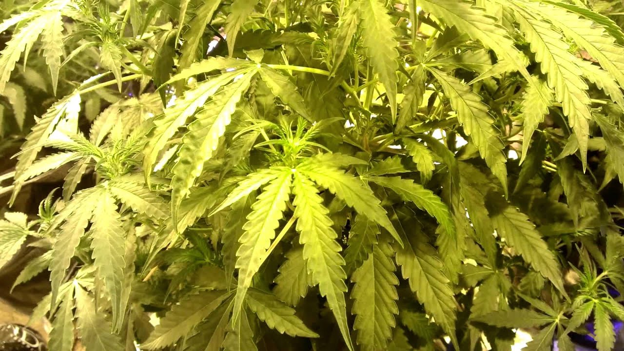 Day 43-Dinafem Haze 2.0, Critical Cheese. Lowryder Diesel Ryder. Delicious Seeds Northern Light Blue