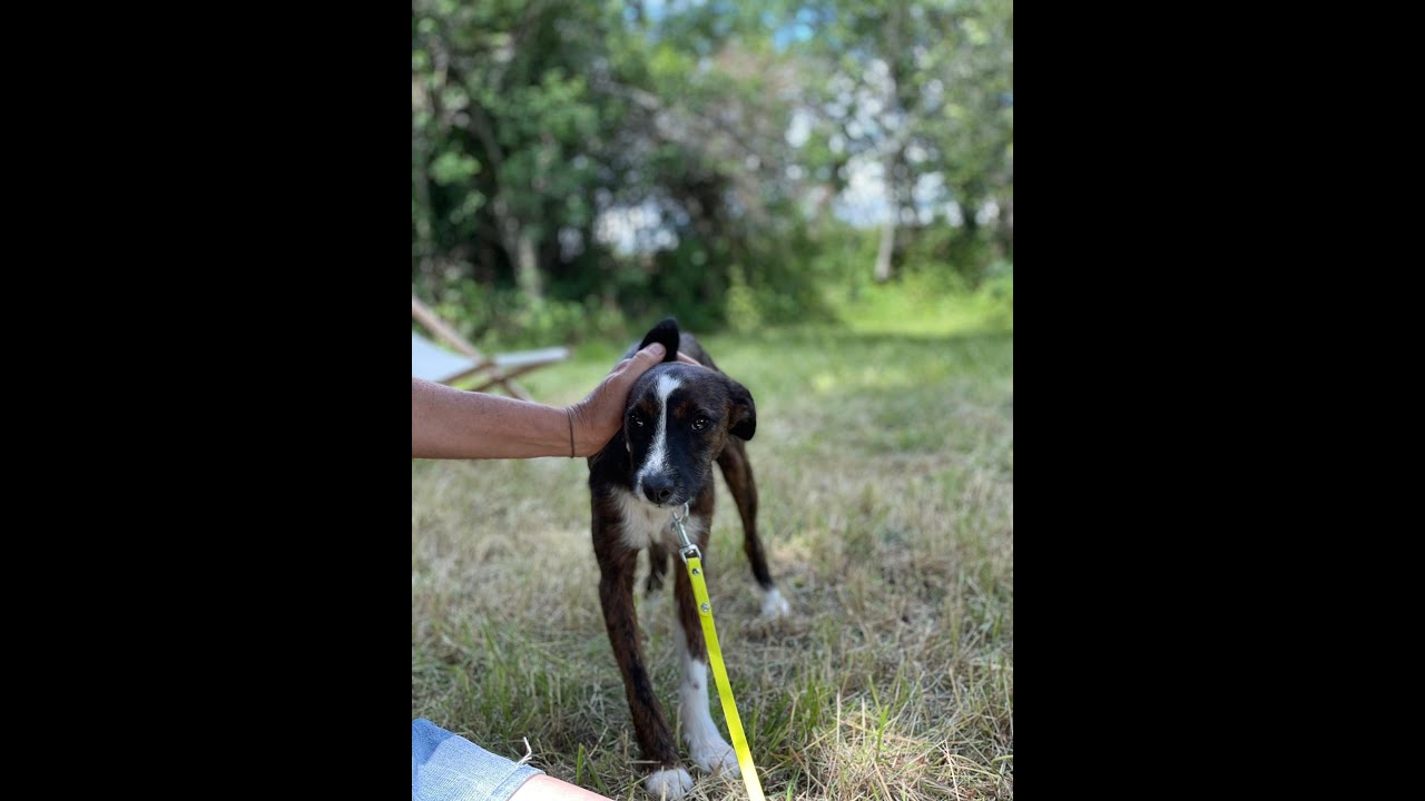 Augen auf beim Hundekauf