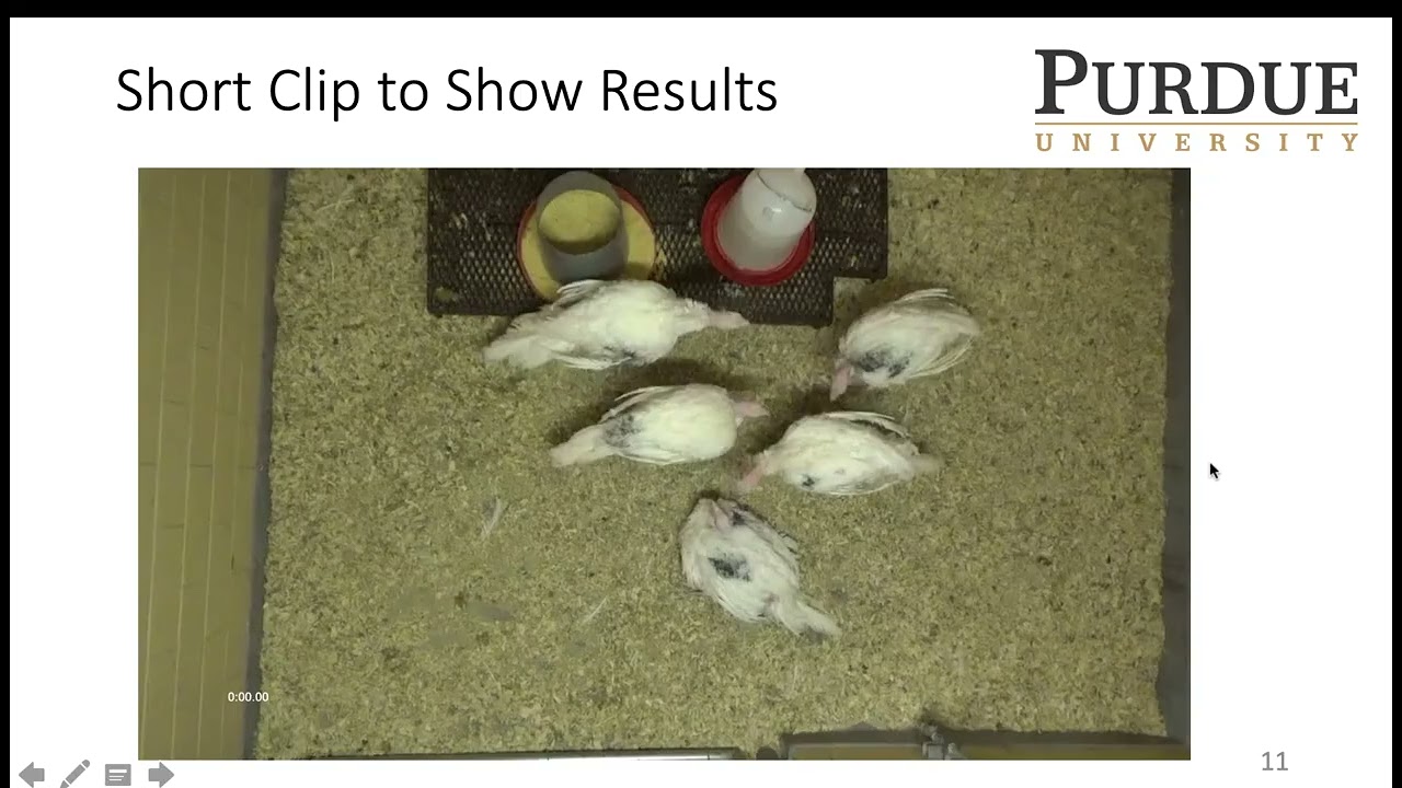 Video Tracking to Monitor Turkey Welfare | Shengtai Ju et. al. | VADL, Purdue ECE