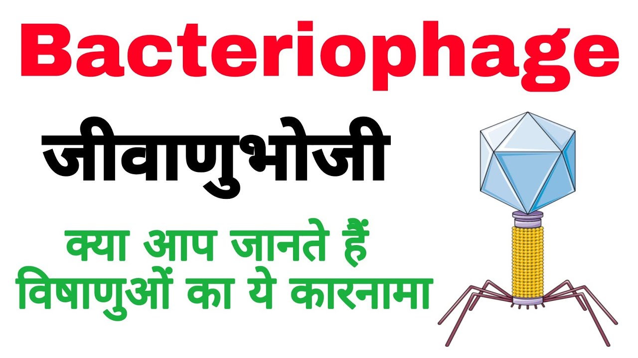 जीवाणु भोजी | bacteriophage virus | bacteriophage questions | Ganga water spoil | biology ScienceSK