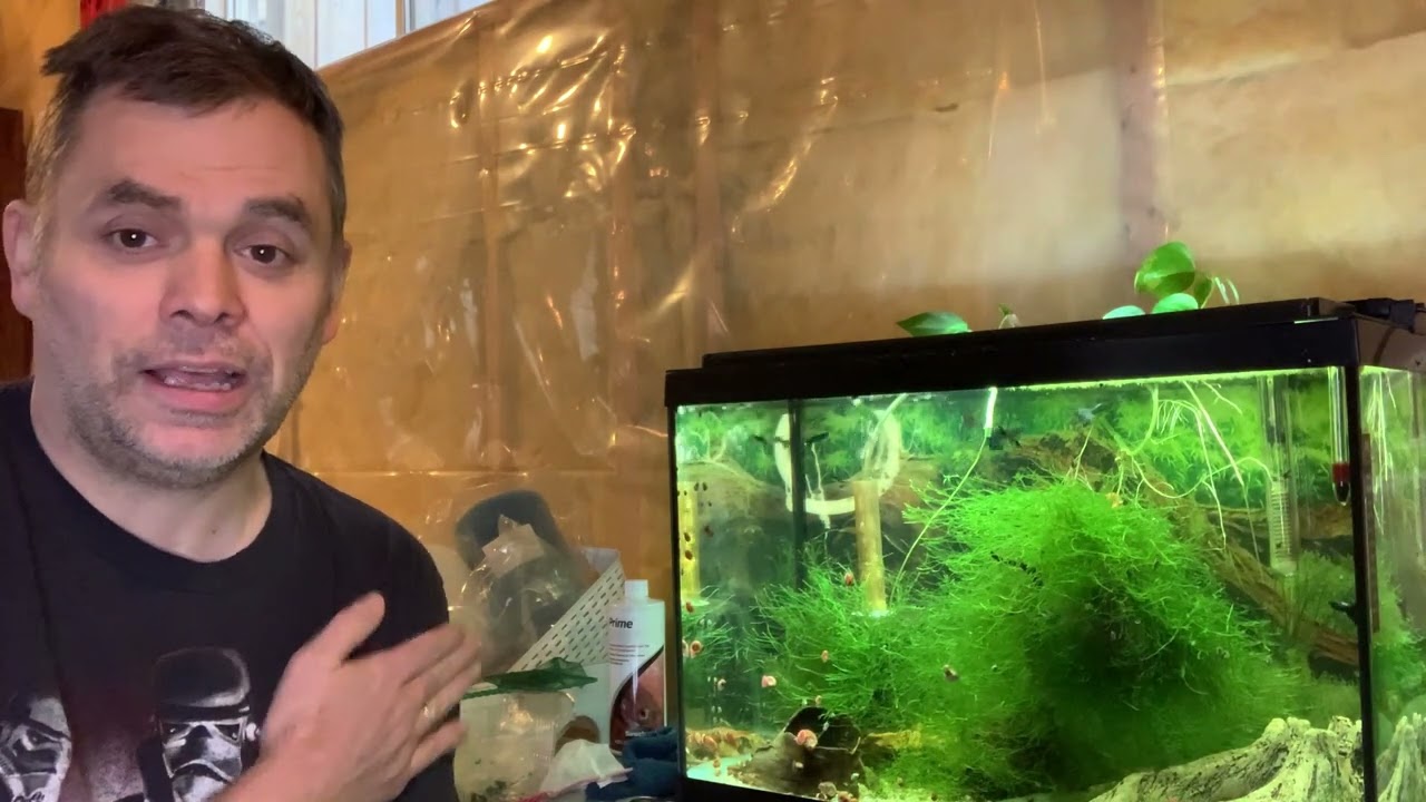 Keeping an all male guppy aquarium.